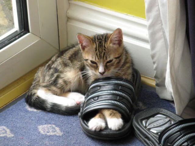 _冬奥会火炬传递感人瞬间:点亮希望之火_,冬奥会 火炬传递