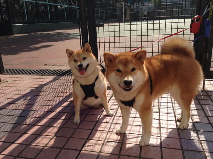 《王者荣耀季后赛，黑马崛起成最大看点》，王者季后赛的赛制是怎么样的2021