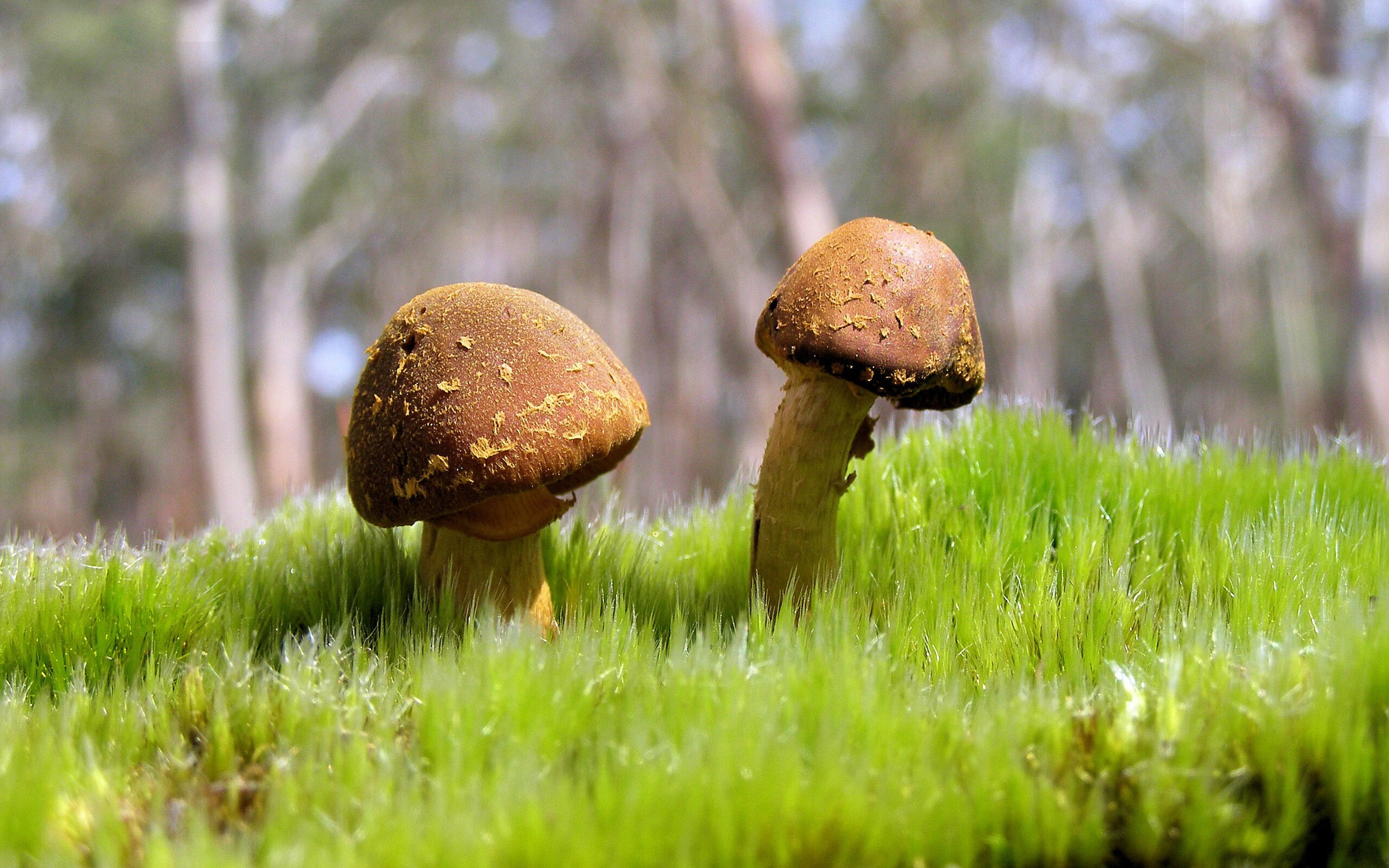 轨道自行车赛:快节奏的速度比拼,轨道自行走小车