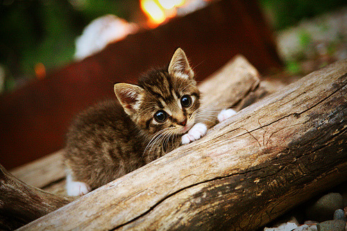 LCS引入更多跨国赞助商，lcs cn prod