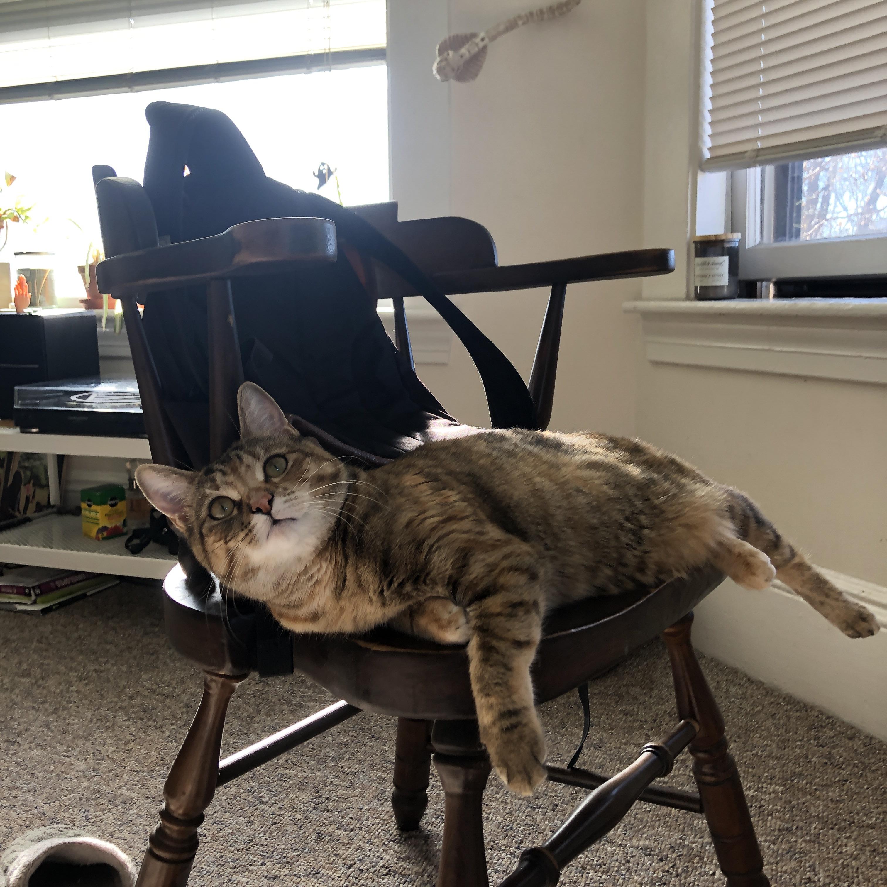 伊普斯维奇城主场迎战切尔西，备战强敌，伊普斯维奇队徽