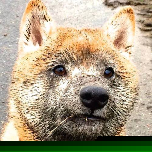 太阳队经验老将在比赛中发挥决定性作用，太阳队晋级之路