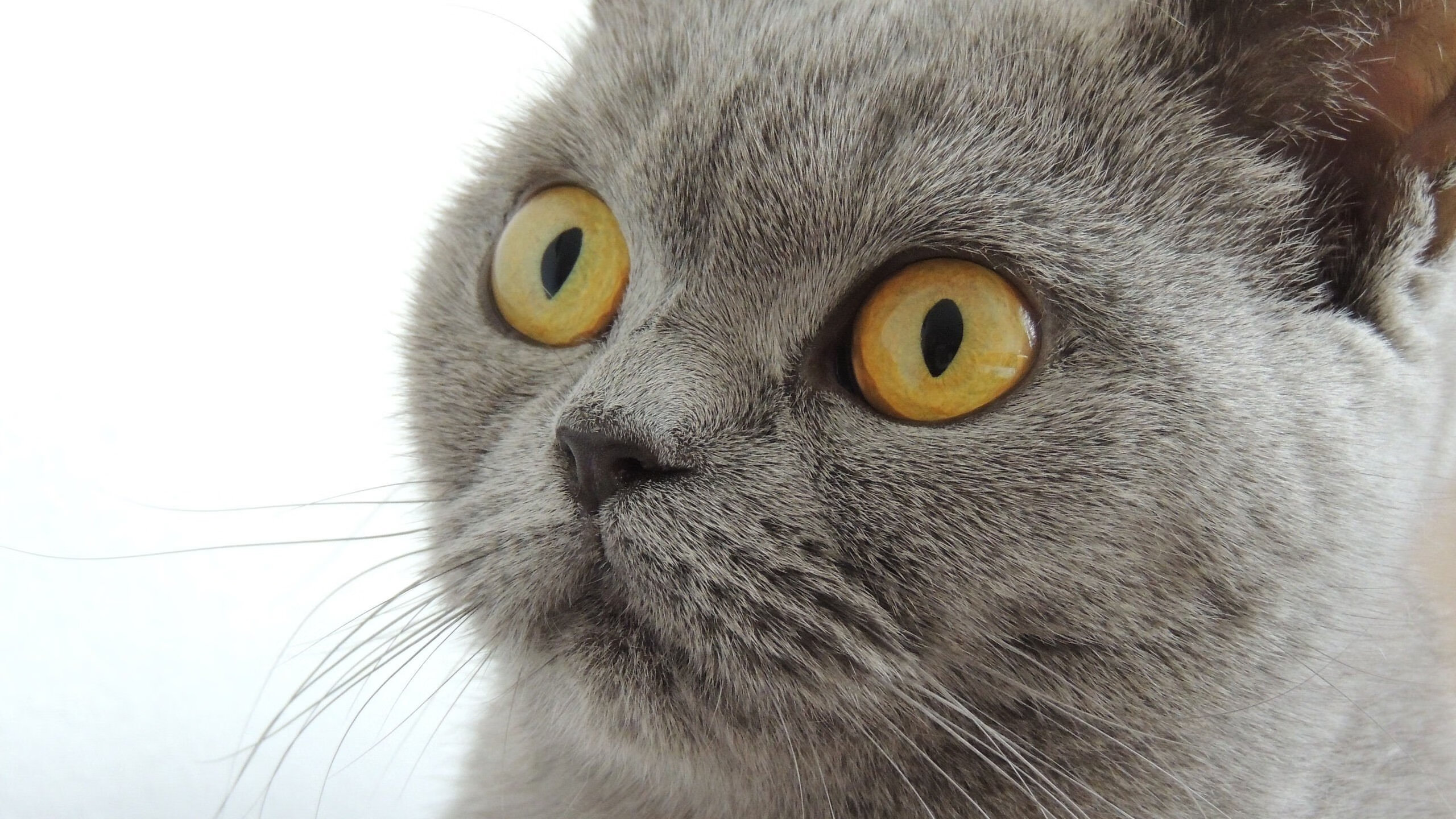 拜仁慕尼黑球员在比赛中展现出色的进攻能力,夺得胜利,拜仁慕尼黑主要球员