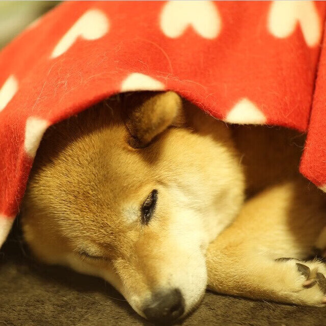 拜仁慕尼黑球员在比赛中展现出色的进攻能力,夺得胜利,拜仁慕尼黑球队