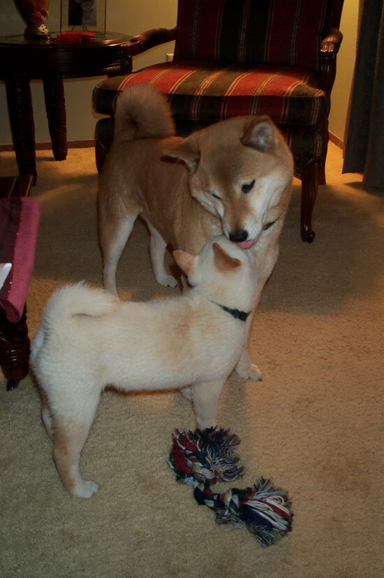 电竞职业选手训练与比赛中的技术动作优化方法，电竞职业选手怎么锻炼手速的