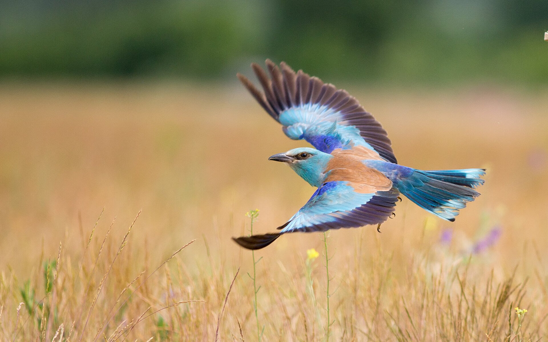 B体育中国官方平台-英格兰队在欧洲杯小组赛中全胜晋级，英格兰队在欧洲杯小组赛中全胜晋级了吗