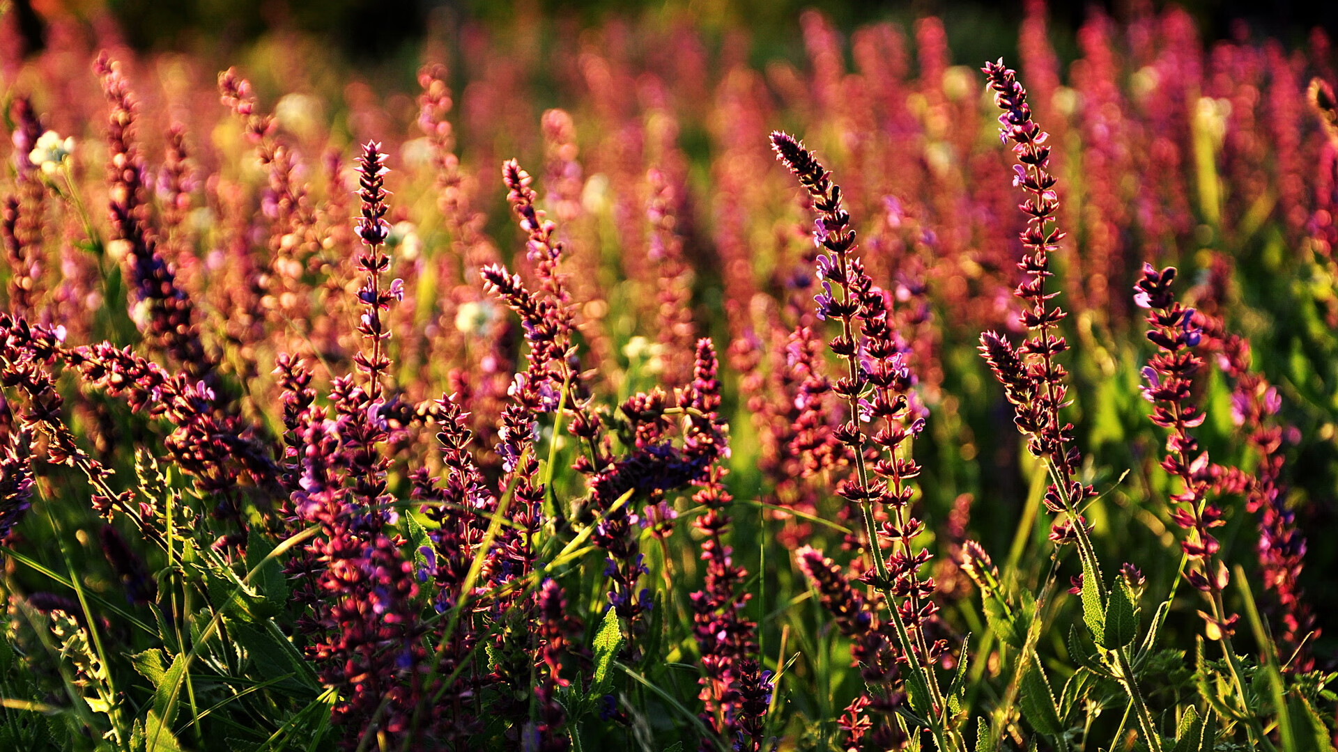 b体育入口-马略卡主场0-2不敌赫塔费，遭遇失利，马略卡足球俱乐部