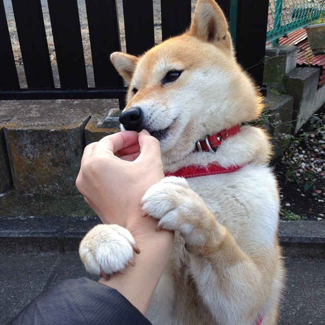 马略卡主场1-0战胜西班牙人，收获三分，马略卡对西班牙人比分预测