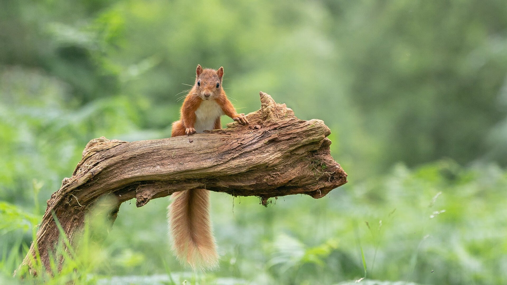 b体育在线平台-校园体育场馆管理智能化解决方案，体育场馆智能化设计方案
