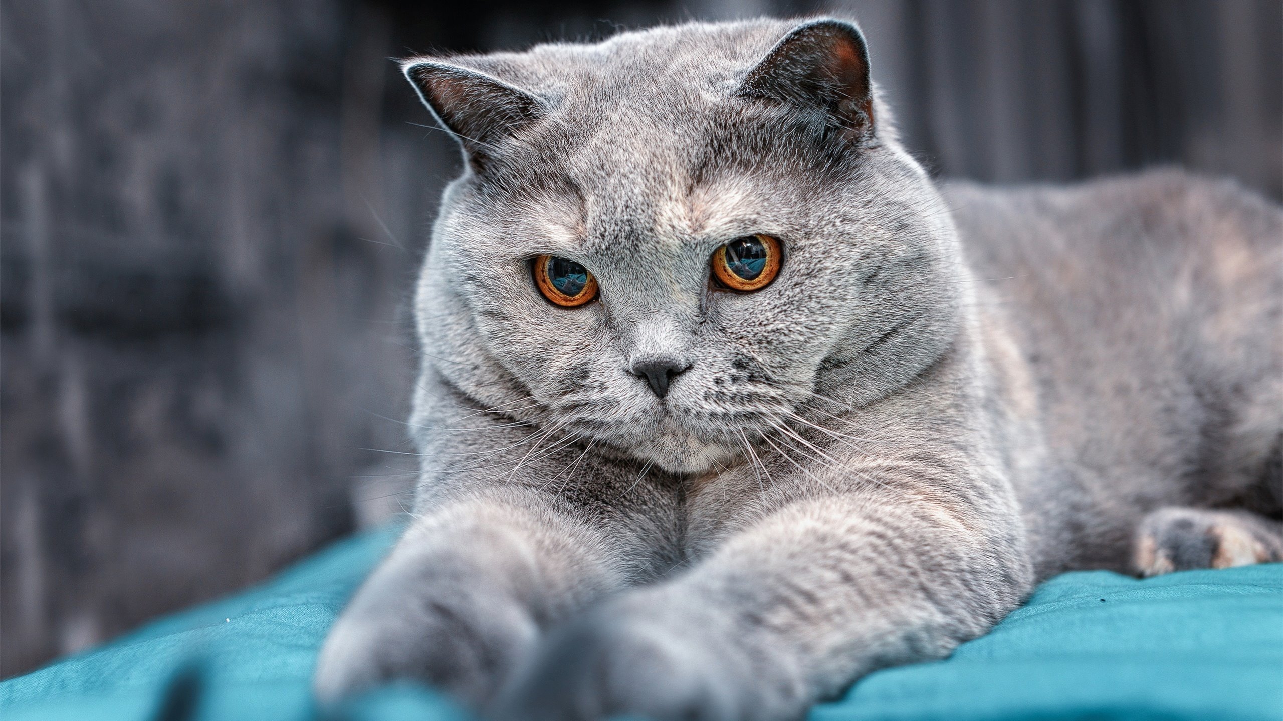 奇才尝试使用三后卫阵容增加进攻空间,奇才后场双枪是谁