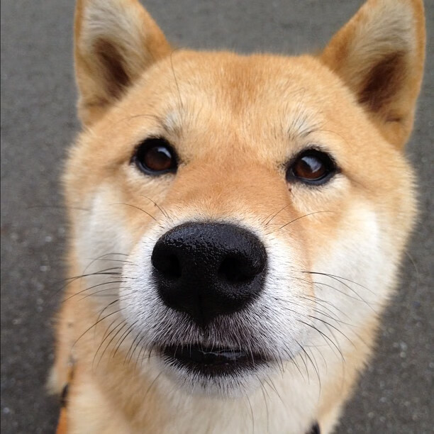 B体育下载-张伟丽训练中心启用提升备战环境，张伟丽教练团队介绍