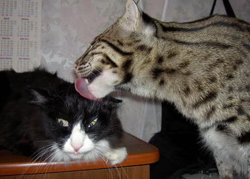 b体育入口-蛙泳比赛吉尔吉斯斯坦实力提升明显，吉尔吉斯斯坦赛程